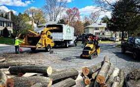 Professional Tree Care in Marlborough, MO