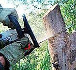 How Our Tree Care Process Works  in  Marlborough, MO