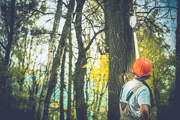 Best Commercial Tree Services  in Marlborough, MO